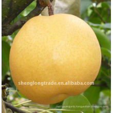 chinese fresh fengshui pears hot sale and high quality